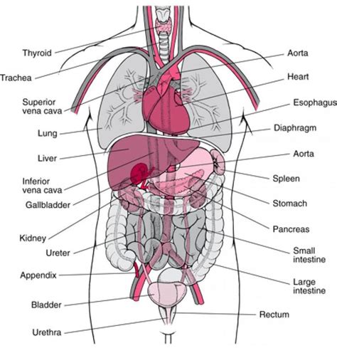 The locations of these five organs and several other internal organs are shown in the figure below. Human Body Organ Positions | Random | Pinterest | Human ...