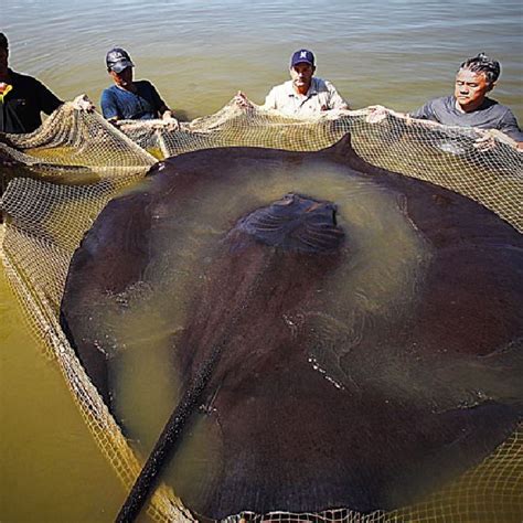 What Is The Worlds Largest Catfish Ever Caught