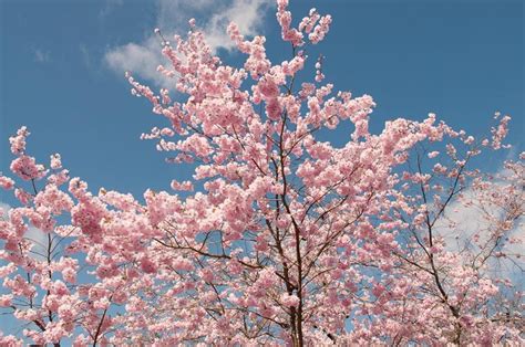 Prunus Accolade Flowering Cherry