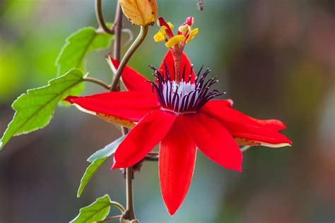 Red Passion Flower Photograph By Craig Lapsley Fine Art America