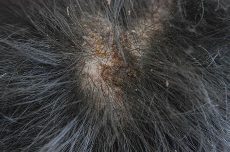 How To Treat Flea Allergy Dermatitis In Dogs Naturally Dog Skin
