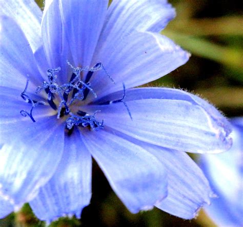 They often appear naturalized in the lawn or showing up in the garden bed among the daffodils and hyacinths. Blue flower of cichorium intybus | Common chicory ...