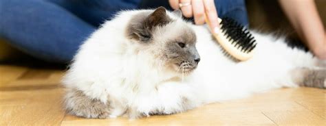 Fluffy White Cat Being Brushed