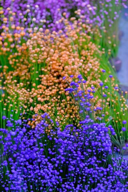 Premium Photo Close Up Colorful Small Grass Flower Background Small