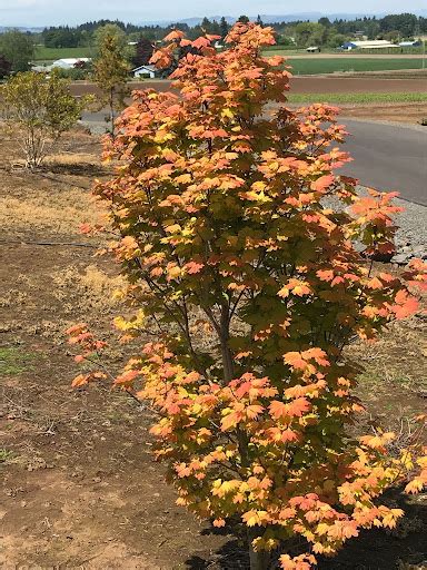 Pacific Fire Vine Maple Tree Profile By Kuenzi Turf And Nursery