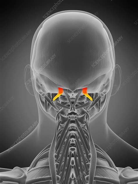 Obliquus Superior Capitis Muscle Illustration Stock Image F029