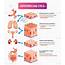 Epithelial Cells Anatomical Vector Illustration Infographic Diagram 