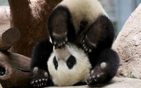 Cute Baby Panda Bears Wallpaper