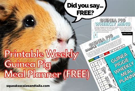 Printable Weekly Guinea Pig Meal Planner Free Squeaks Scales And Tails