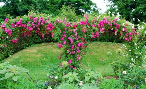 Mille Fiori Favoriti Pink Roses In The Cranford Rose Garden