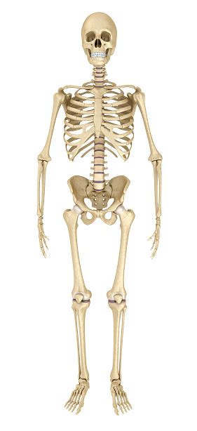 Esqueleto Humano Aislado Ilustración 3d Médicamente Precisa Foto De