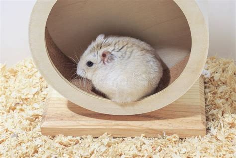 6224 Brown Hamster Photos Free And Royalty Free Stock Photos From