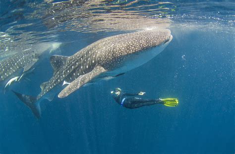 Whale Sharks Interesting Facts Aggressor Adventures
