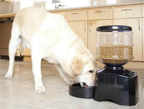 The Best 5 Automatic Dog Feeders For Large Breeds 2022 Best