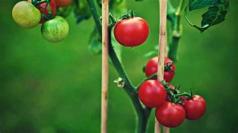 7 Tomato Growth Stages Understanding The Lifecycle 2023 Just Pure
