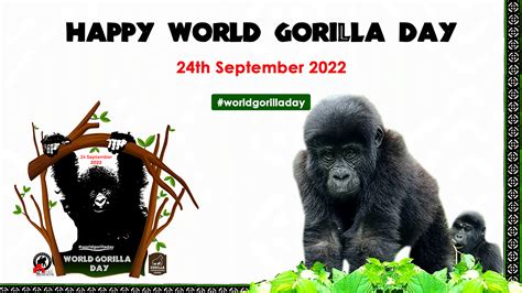 Be A Gorilla Champion This World Gorilla Day Conservation Through