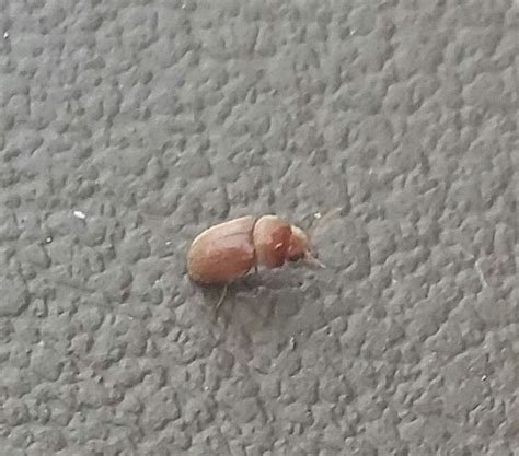 Small Round Brown Bugs In Bedroom