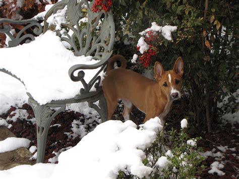 Which, in today's world, is rather unexpected! Basenji (With images) | Dog dental care, Dog food online ...