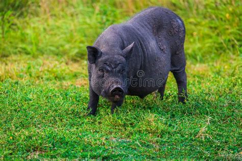 Vietnamese Pot Bellied Pig Stock Image Image Of Breed 125075499