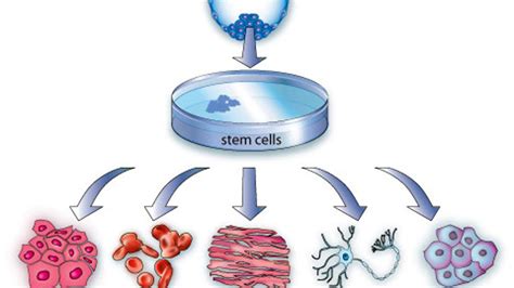 Two Stem Cell Research Breakthroughs You Should Know About