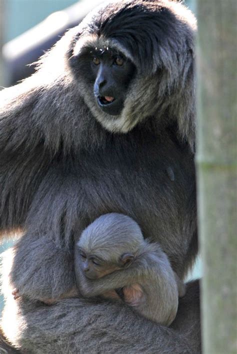 Wildlife conservation practical placement java indonesia. Javan Gibbon: found on the Indonesian island of Java and are endangered primates. | Animals ...