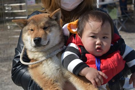 Available Male Shikoku Pup