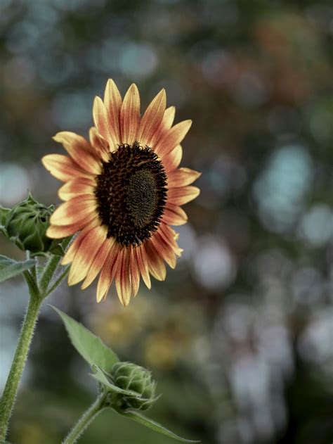 Sunflowers By Kayley Almond Rawpixel