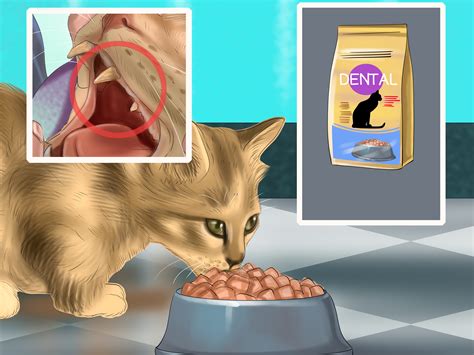 All in all, the best cat food. How to Choose a Diet for an FIV Cat: 8 Steps (with Pictures)