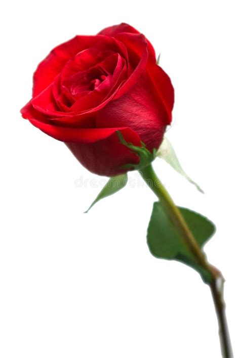 Bright Red Rose Stock Image Image Of Rose Object Focus 11997311