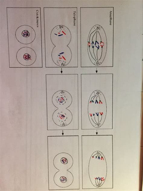L➤ animal cell model kits ✅. 30 Mitosis Flip Book Diagram Masters Answer Key - Wiring ...