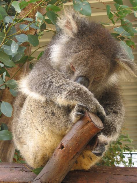 Free Sleeping Koala Stock Photo
