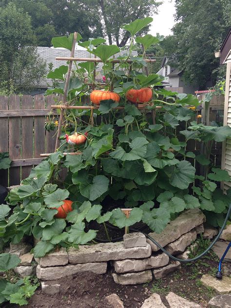 Diying A Vertical Pumpkin Patch In Our Tiny Urban Backyard Offbeat