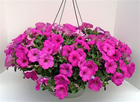Or will it receive only morning or afternoon sun, or no to perform their best, annual flowers need regular fertilizing, and this is especially true when. Hanging basket plants ideas