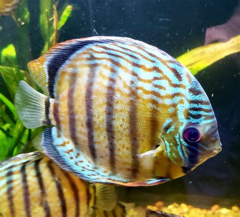 Rare Large Colorful Redspot Green Tefe Discus This Rare Species Is
