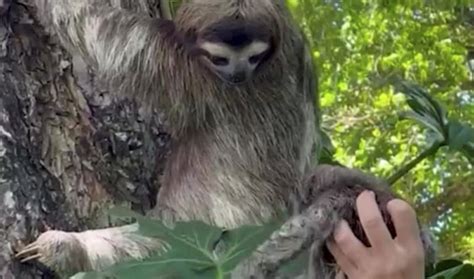Volunteers Reunite Mother Sloth With Her Baby After He Was Found Crying
