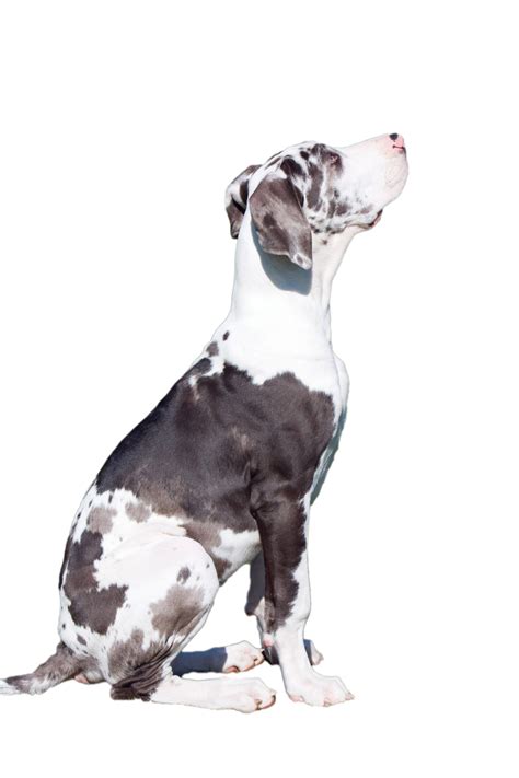 Dog On White Background Free Stock Photo Public Domain Pictures