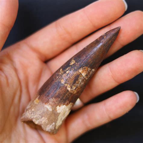 35 Inch Fossil Tooth From A Spinosaurus Dinosaur
