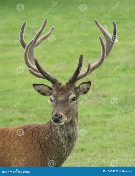 Stag Portrait Red Deer Stock Photography Image 10459752