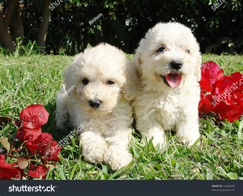 Two Purebreed French Poodle Puppies Stock Photo 12606550