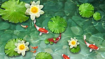 Koi Pond Fish Wallpapers Desktop Water Lily