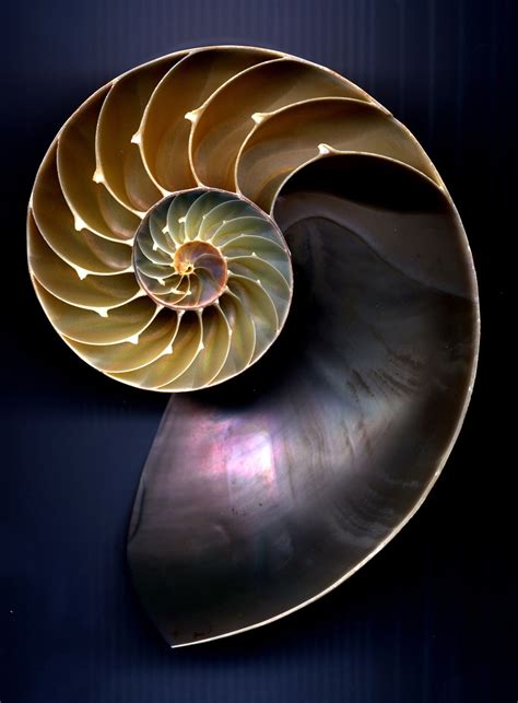One Of Natures Most Perfect Forms The Nautilus Shell Nautilus