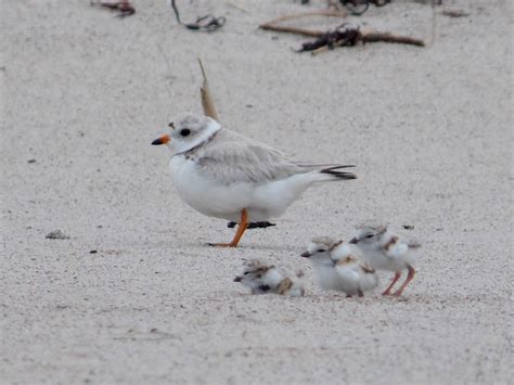 Piping Plover Beach Walk And Talk Wells Reserve
