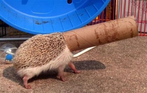 30 Lucrative Occupations For Hedgehogs Funny Hedgehog Animals Cute