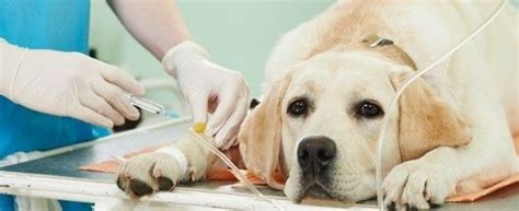 When To Euthanize A Dog With Hemangiosarcoma