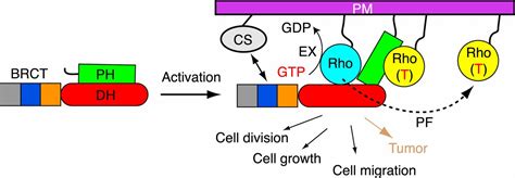 Structure And Regulation Of Human Epithelial Cell Transforming 2
