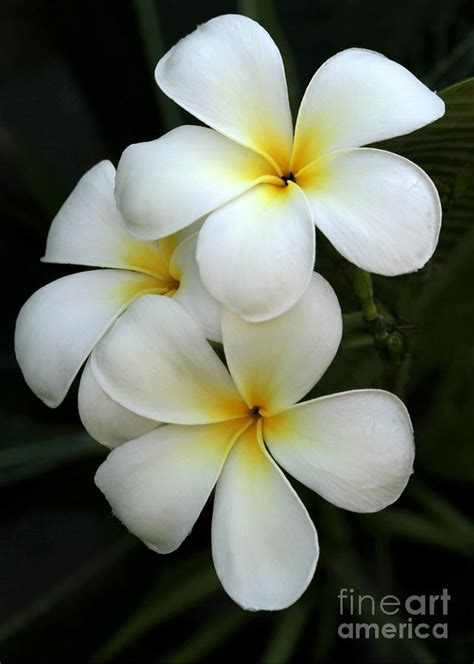 White Plumeria Flowers Photo 28658820 Fanpop