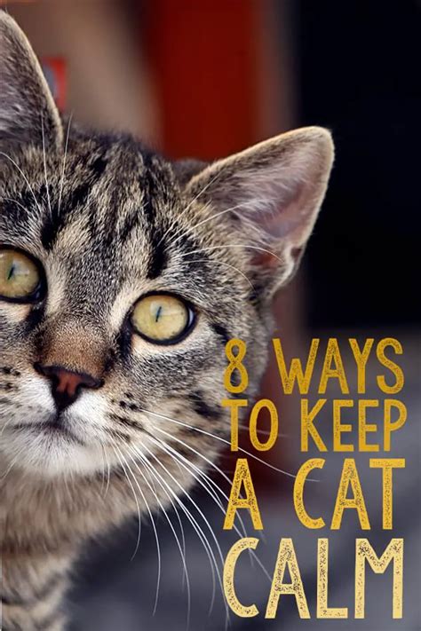 8 Ways To Keep A Cat Calm The Catington Post