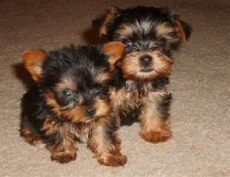 They are outstanding quality yorkie and they love to be held, pampered an they have had their first puppy shots and been deformed three times. Teacup yorkie puppies for free home adoption