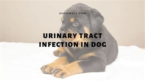 Signs Of Uti In Dogs Cure Urinary Tract Infection Dog Dwell