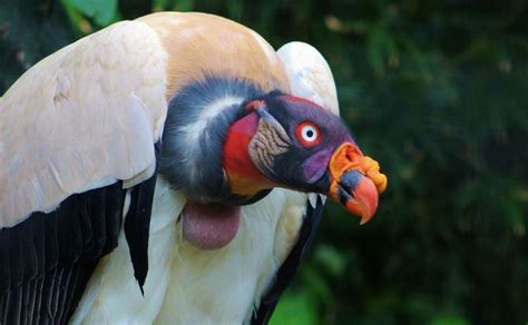 The King Vulture Sarcoramphus Papa Is A Large Bird Found In Central